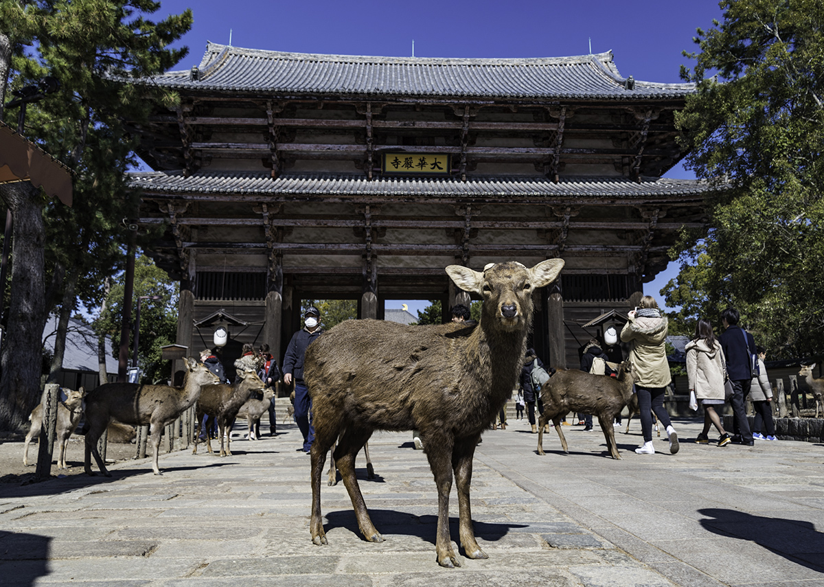 more than 1000 deer roam the streets of Nara freely