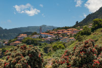 Pohutukawa - New Zealand's Christmas Tree - on Madeira near Faial