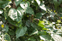 many big spiders in the lower jungle