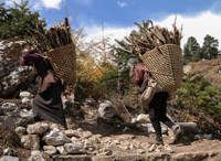 women collecting fire wood