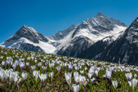 spring in the Ötztal